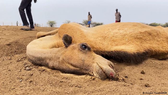 A dead camel in Kenya