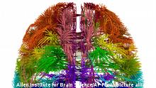 This image provided by the Allen Institute for Brain Science on March 28, 2014 shows a top-down view of connections originating from different cortical areas of the mouse brain. The research published Wednesday, April 2, 2014 is the first brain-wide wiring diagram for a mammal at such a level of detail. While it does not reveal every connection between each of the rodent's 75 million brain cells, it shows how parts of the brain are connected. (AP Photo/Allen Institute for Brain Science)