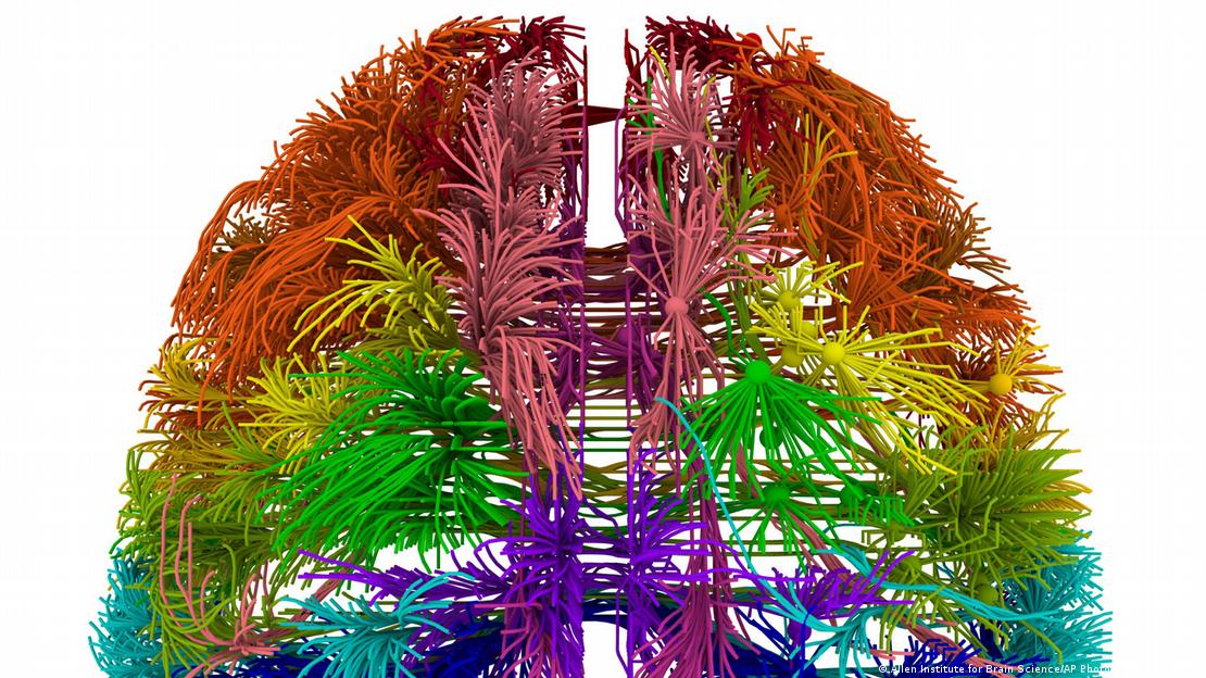 Una de las primeras representaciones científicas del cerebro de un ratón con todo y sus conexiones, que data de 2014