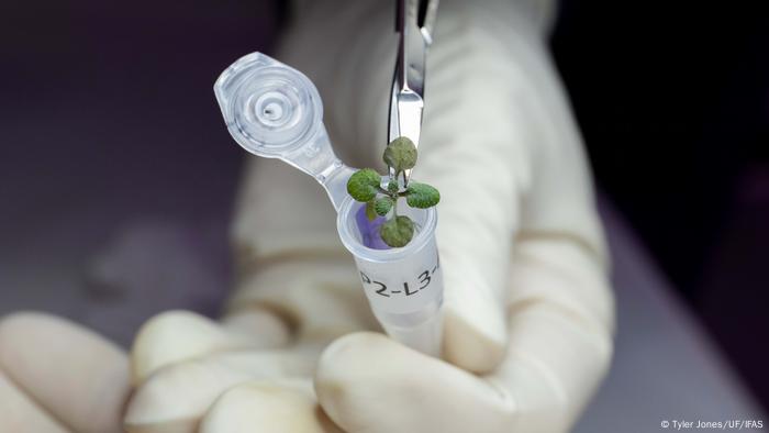 Tiny moon plant in a laboratory