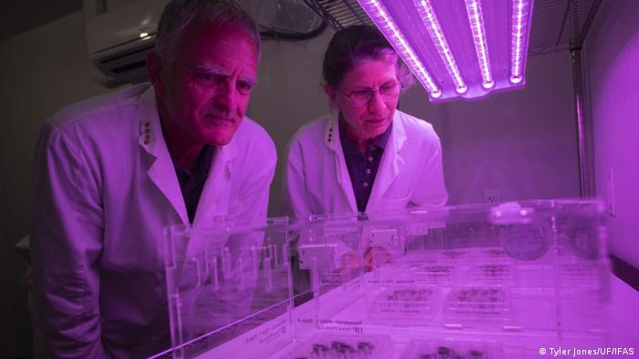 Scientists investigating plants growing in moon soil in the lavender light of a laboratory