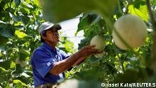 Seiji Nakazato (68) works at his melon farm near the Japan Ground Self-Defense Force (JGSDF) Miyako camp, on Miyako Island, Okinawa prefecture, Japan April 22, 2022. Picture taken April 22, 2022. REUTERS/Issei Kato