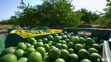 Mexiko Limetten
16.05.2022 Limettenkrieg in Mexiko - die grüne Zitrusfrucht ist so begehrt, dass sogar die Mafia Anspruch erhebt.
Rechte: nur für diesen Beitrag
Copy: WDR