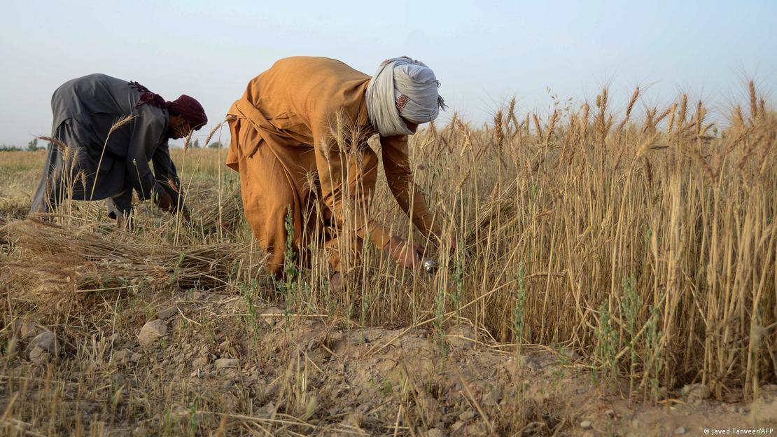 Tarım işçileri, Afganistan'ın Kandahar kenti yakınlarında buğday hasatında - (10.05.2022)