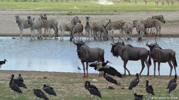 Zebras birds and wildebeests in front of a body of water.