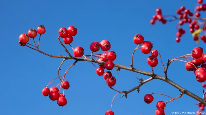 Sprig of hawthorn tree