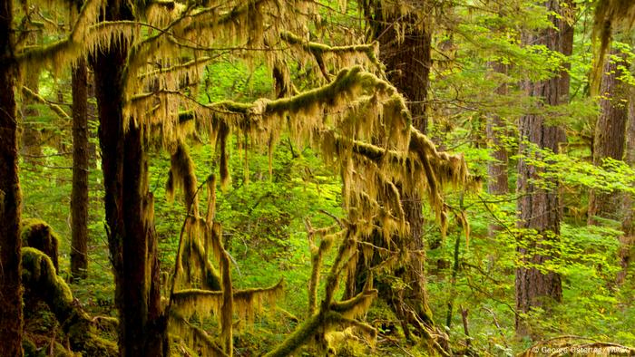 Pacific yew in Oregon