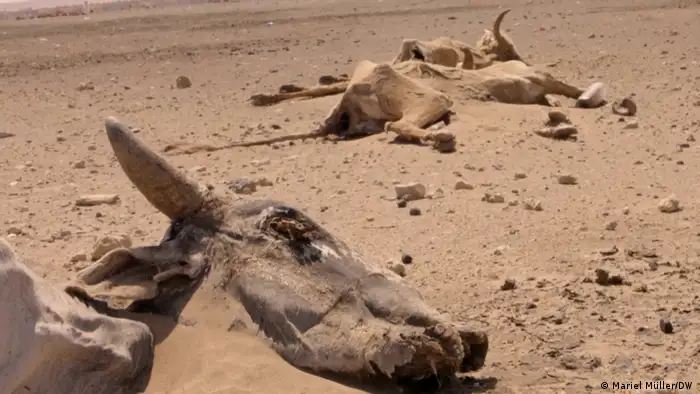 Animals lying dead in the sand