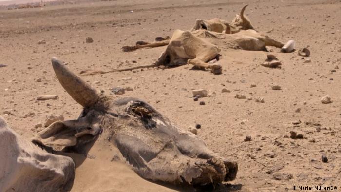 Dead cattle lie in the desert