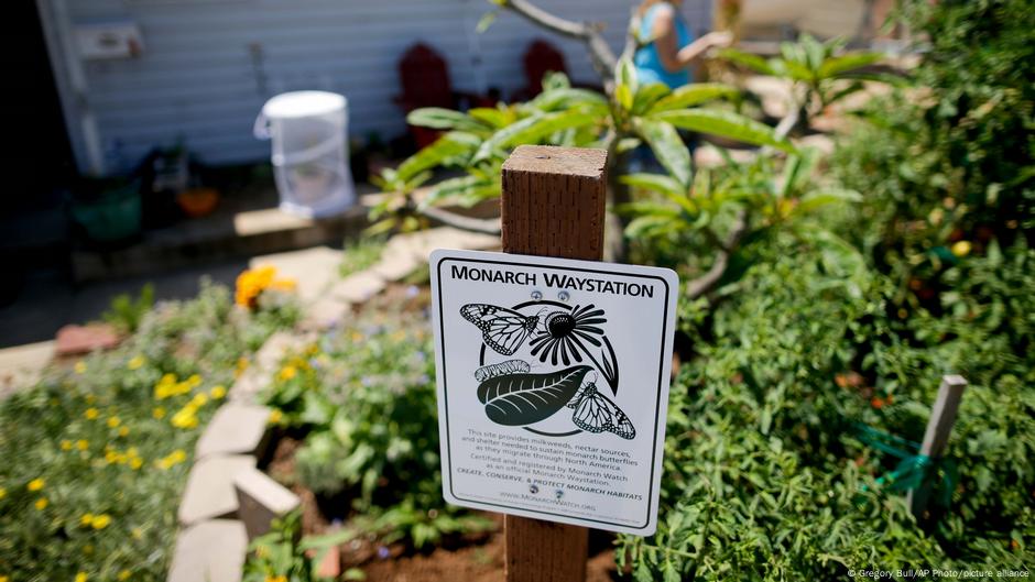 A sign in a garden, near some weeds, reads Monarch Waystation