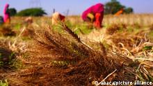 Symbolbild I Indien Weizen