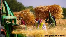 India bans wheat exports amid severe heat wave