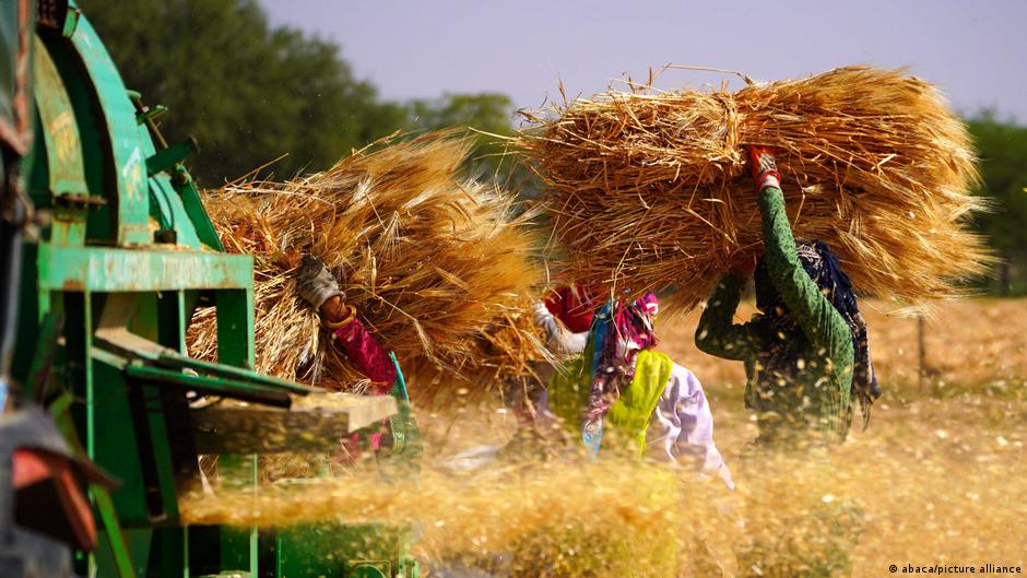 印度的小麥產量僅次於中國，為全球第二