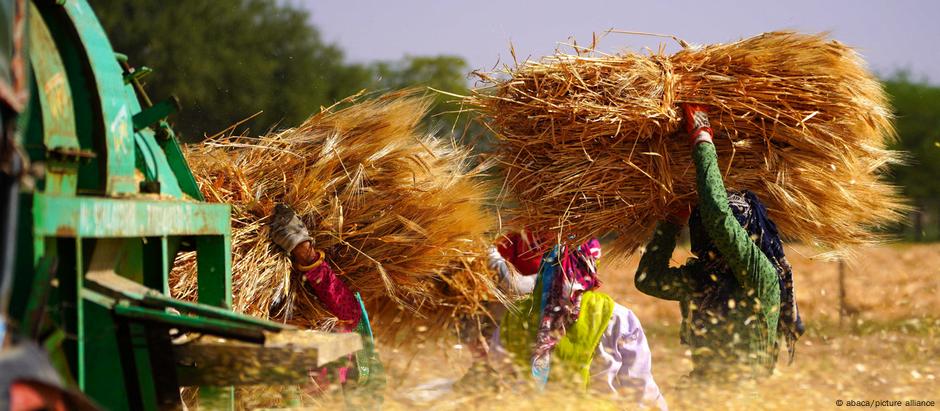 Índia colhe anualmente cerca de 107 milhões de toneladas de trigo, o que representa 13,5% da produção mundial