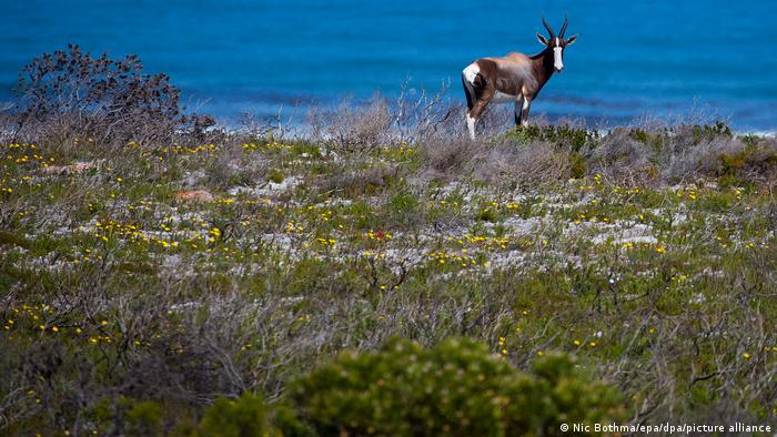 Tufișuri de Fynbos și o antilopă Bontebok în Parcul național Table Mountain din Cape Town, Africa de Sud