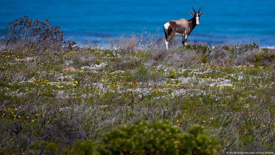 A Bontebok stands on the South African, grazing near an area covered in short, scrubby vegetation