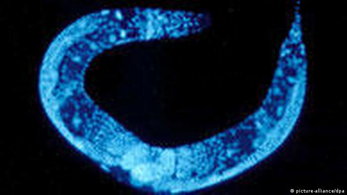 El gusano Caenorhabditis elegans