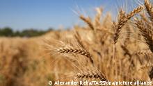 LUGANSK REGION, UKRAINE - JULY 13, 2021: A wheat field situated near the village of Yubileiny, 2.5km west of Lugansk, Lutuginsky District. Alexander Reka/TASS