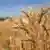 Пшениця (ілюстративне фото)