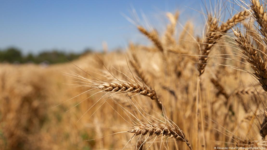 На землях, які можуть перетворитися на пустелю, до війни вирощували 4 мільйони тон зерна
