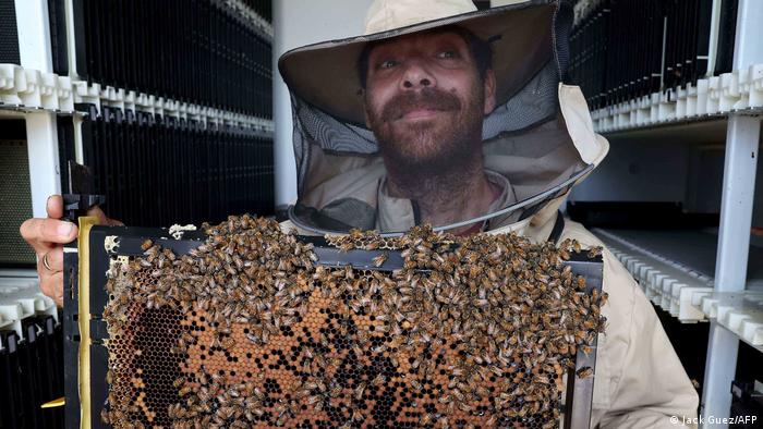 Un apicultor trabaja en las nuevas colmenas de alta tecnología, que forman parte del proyecto Beehome, en el kibutz israelí Bet Haemek, en el norte de Galilea.