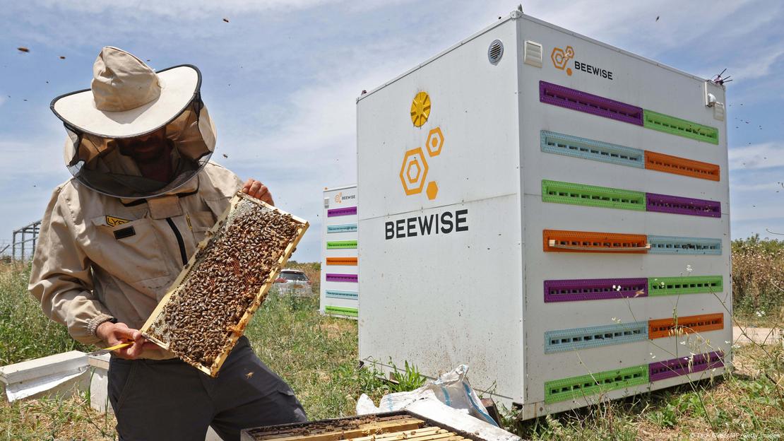 Un apicultor trabaja en las nuevas colmenas de alta tecnología.