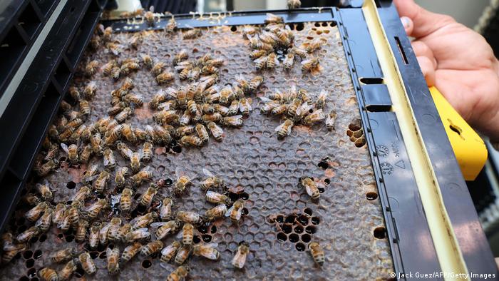 Un apicultor muestra un enjambre de abejas en una colmena nueva.