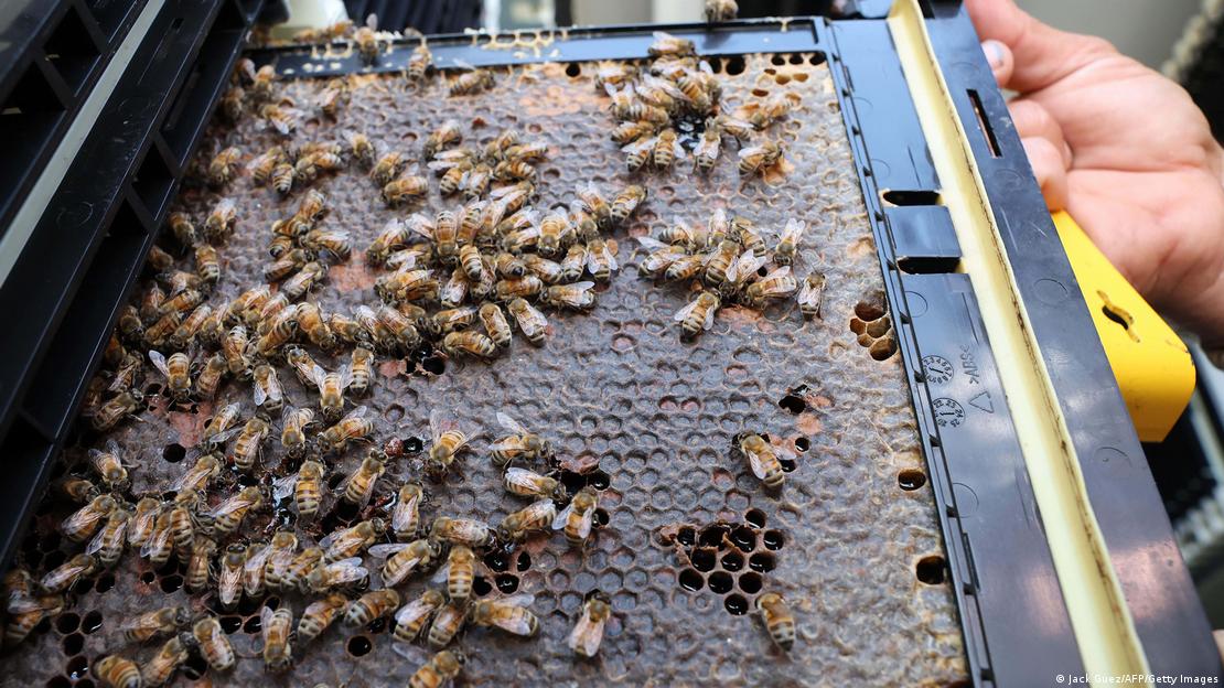 Un apicultor muestra un enjambre de abejas en una colmena nueva.