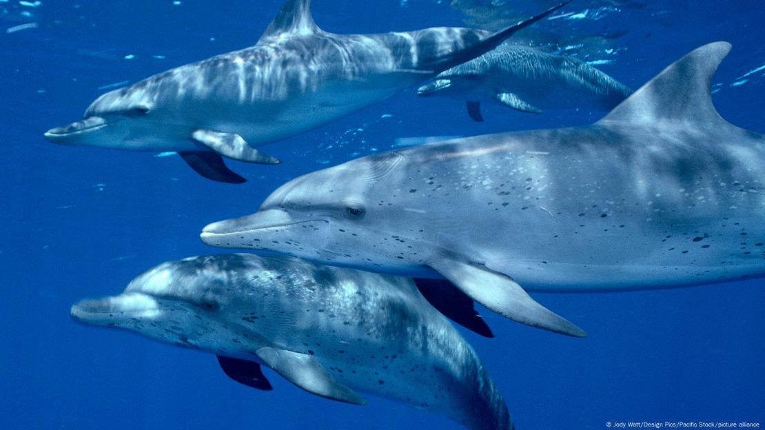 Dolphins swimming together in the sea