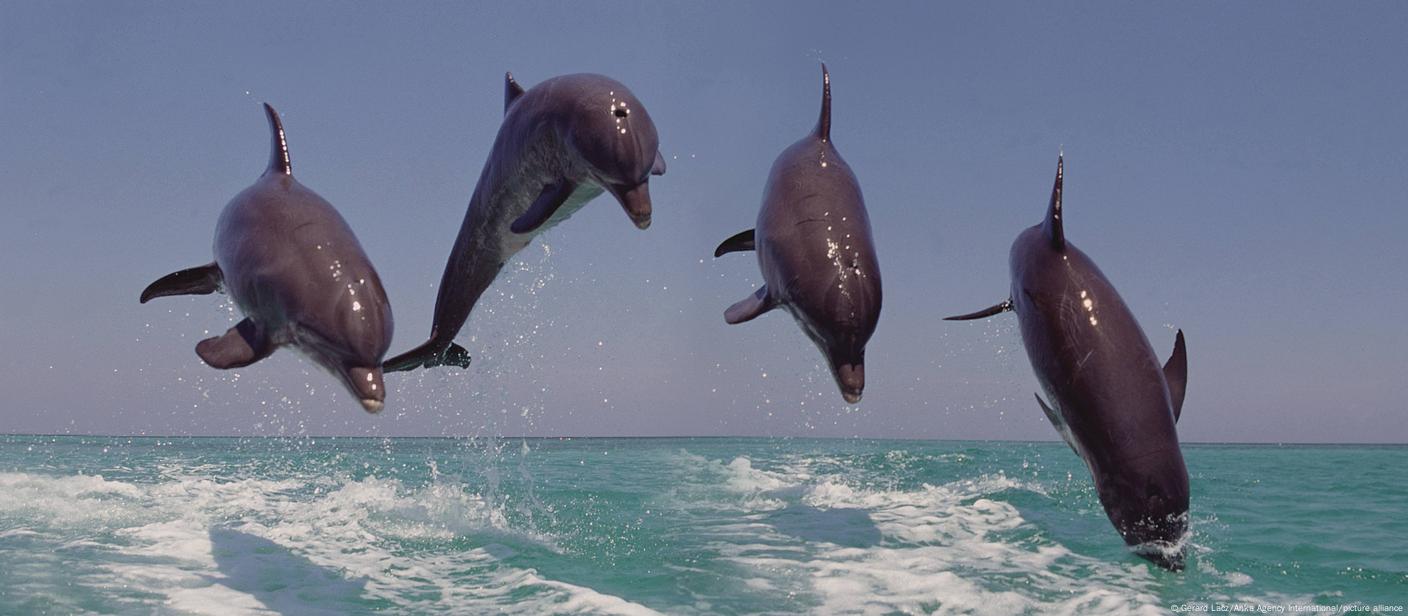 Dolphins jumping from the ocean