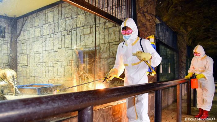 Employees disinfect a North Korean zoo amid the ongoing COVID-19 outbreak