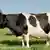 A black and white cow