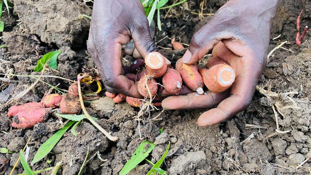 Cop27 Mencegah Kelaparan Dunia Akibat Perubahan Iklim