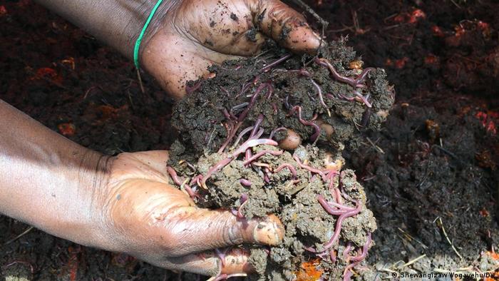 Äthiopien Bio Landwirtschaft Natürlicher Dünger 