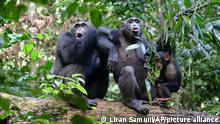 Miles de grabaciones de chimpancés revelan lenguaje oculto con vocalizaciones complejas