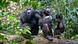 Los investigadores registraron 800 horas de vocalizaciones de chimpancés durante seis meses. Los investigadores registraron 800 horas de vocalizaciones de chimpancés durante seis meses.