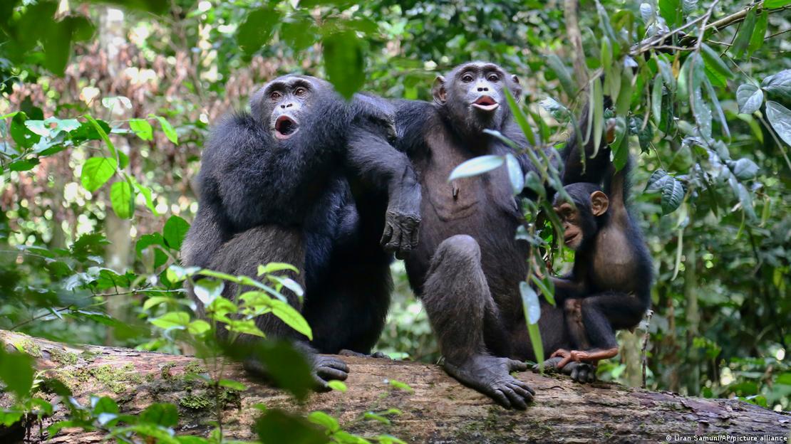 Un grupo de chimpancés en el Parque Nacional de Taï, en Costa de Marfil.