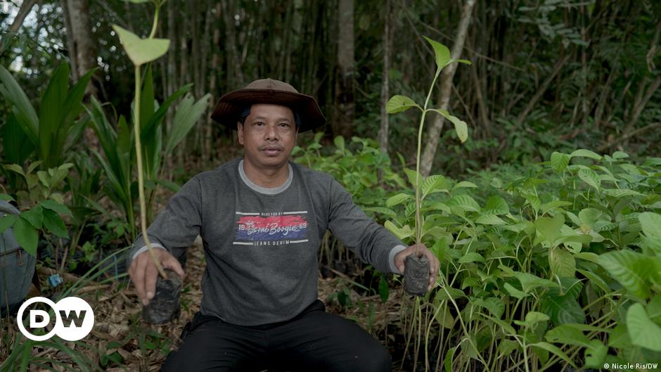 Nach dem Kahlschlag im Regenwald: 100 Millionen Bäume für Borneo