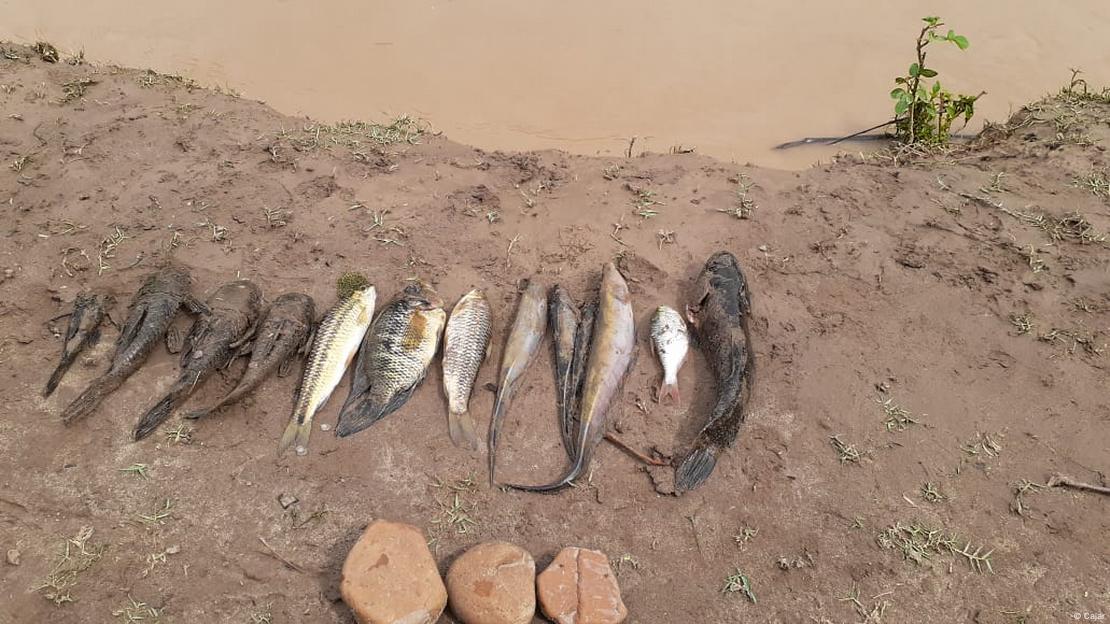 Peixes mortos na beira de um curso de água