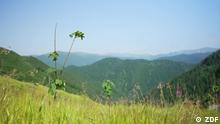 Rumänien: Eine neue Waldwildnis in den Karpaten
Beschreibung: In Rumänien entsteht der größte Nationalpark Europas. Doch es ist nicht immer einfach, das Projekt zu realisieren.
Rechte: Nur für diese Berichterstattung!
Copyright: ZDF