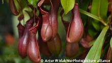 A view of Nepenthes x ventrata, a natural hybrid involving N. alata and N. ventricosa. On Sunday, April 22, 2018, in Funchal, Madeira Island, Portugal. (Photo by Artur Widak/NurPhoto)