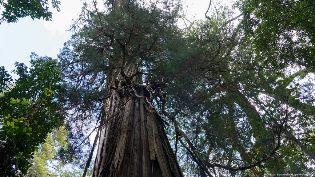 El árbol más antiguo del mundo podría haber sido encontrado en Chile, tener  más de 5.000 años y estar muriendo | Ciencia y Ecología | DW | 25.05.2022