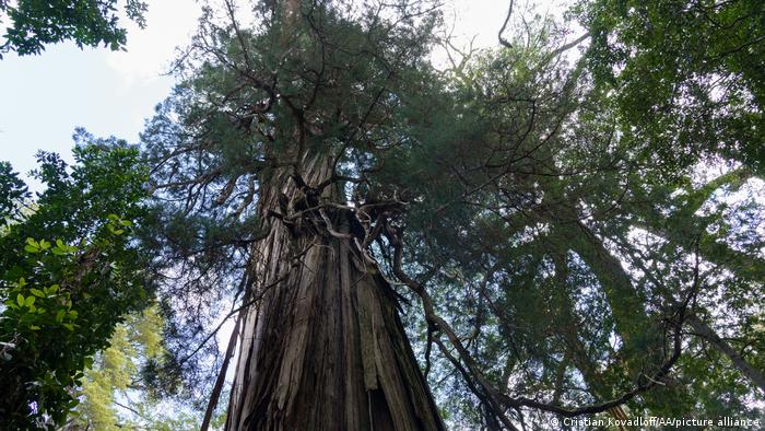 El árbol más antiguo del mundo podría haber sido encontrado en Chile, tener  más de 5.000 años y estar muriendo | Ciencia y Ecología | DW | 25.05.2022