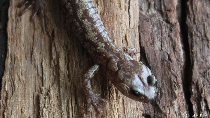 La a salamandra errante: una criatura de aspecto discreto con una habilidad sorprendente. 