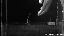 Investigadores descubren salamandras paracaidistas en California