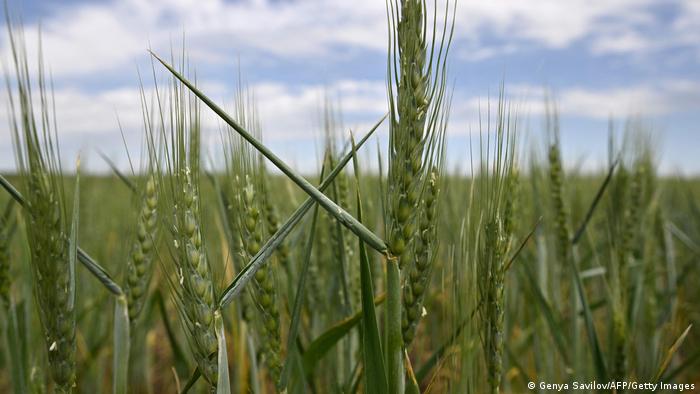 Green wheat heads in a field