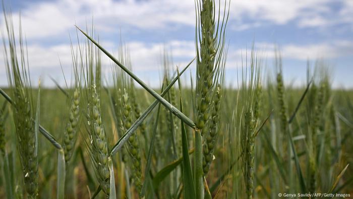 Green wheat heads in a field