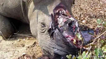 Getötetes Nashorn mit entferntem Horn in Südafrika