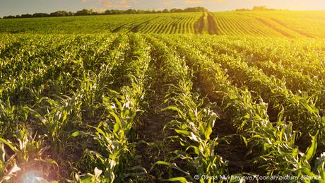 Hohe Temperaturen treiben die Maispreise