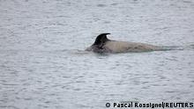 An orca swims in the Seine river at Duclair in Normandy, after straying into the river from the sea.
